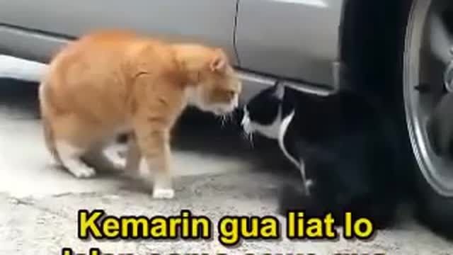 Detail Kata Kata Kucing Lucu Nomer 31