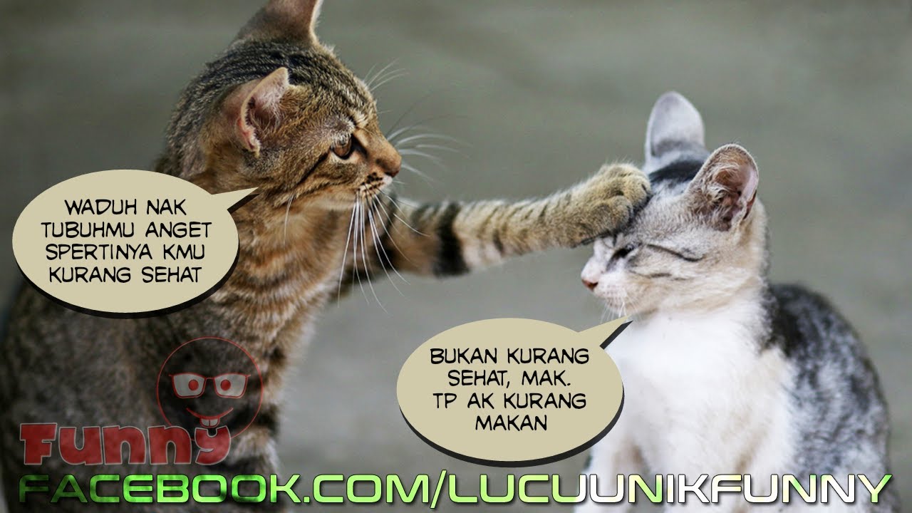 Detail Kata Kata Kucing Lucu Nomer 33