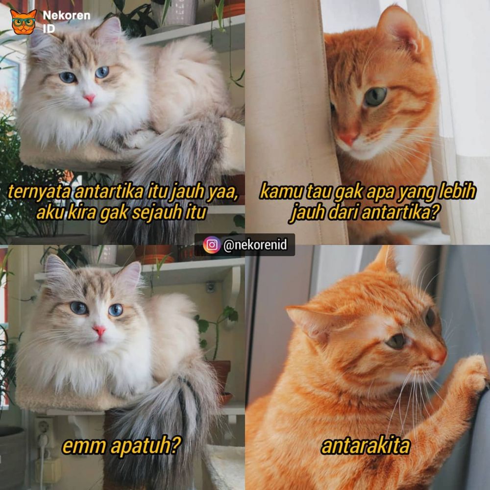 Detail Kata Kata Kucing Lucu Nomer 34