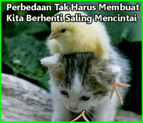 Detail Kata Kata Kucing Lucu Nomer 35