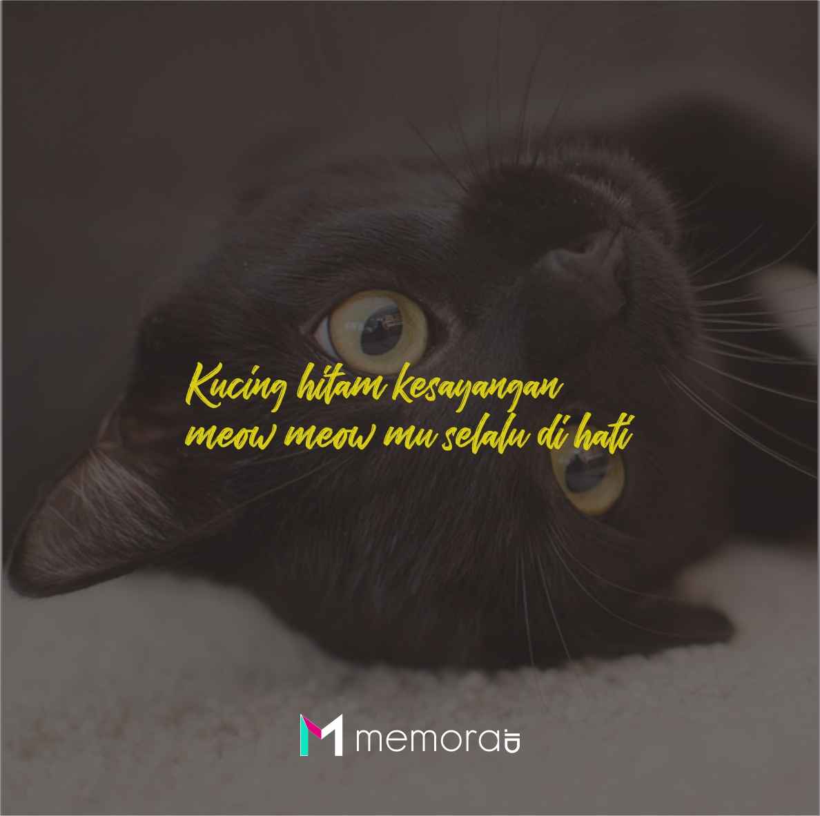 Detail Kata Kata Kucing Lucu Nomer 38