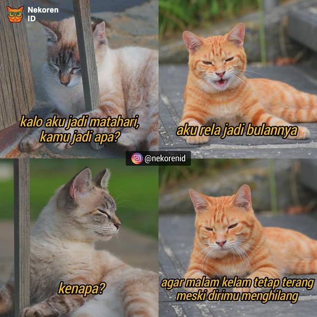 Detail Kata Kata Kucing Lucu Nomer 5