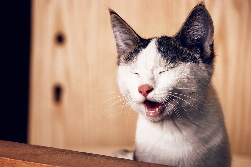 Detail Kata Kata Kucing Lucu Nomer 41