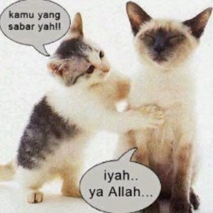 Detail Kata Kata Kucing Lucu Nomer 45