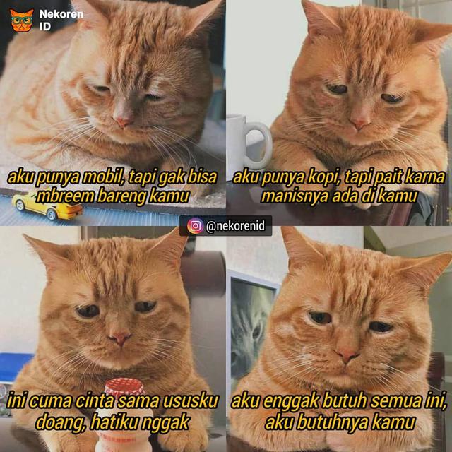 Detail Kata Kata Kucing Lucu Nomer 6