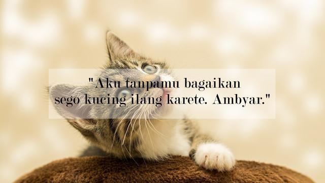 Detail Kata Kata Kucing Lucu Nomer 47