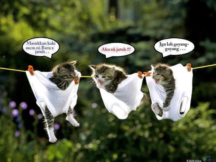 Detail Kata Kata Kucing Lucu Nomer 48
