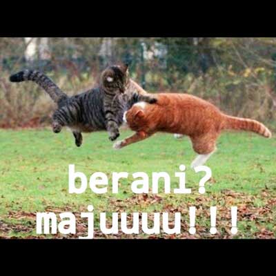 Detail Kata Kata Kucing Lucu Nomer 50
