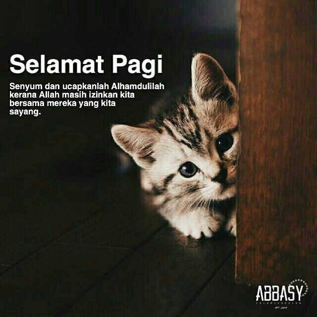 Detail Kata Kata Kucing Lucu Nomer 51