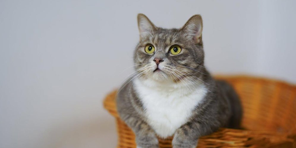 Detail Kata Kata Kucing Lucu Nomer 53