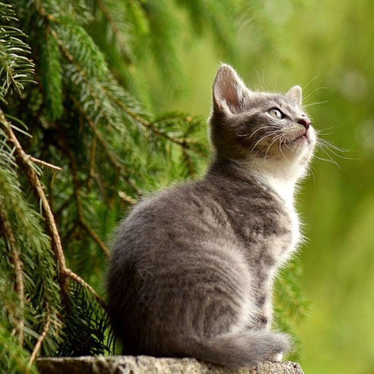 Detail Kata Kata Kucing Lucu Nomer 8