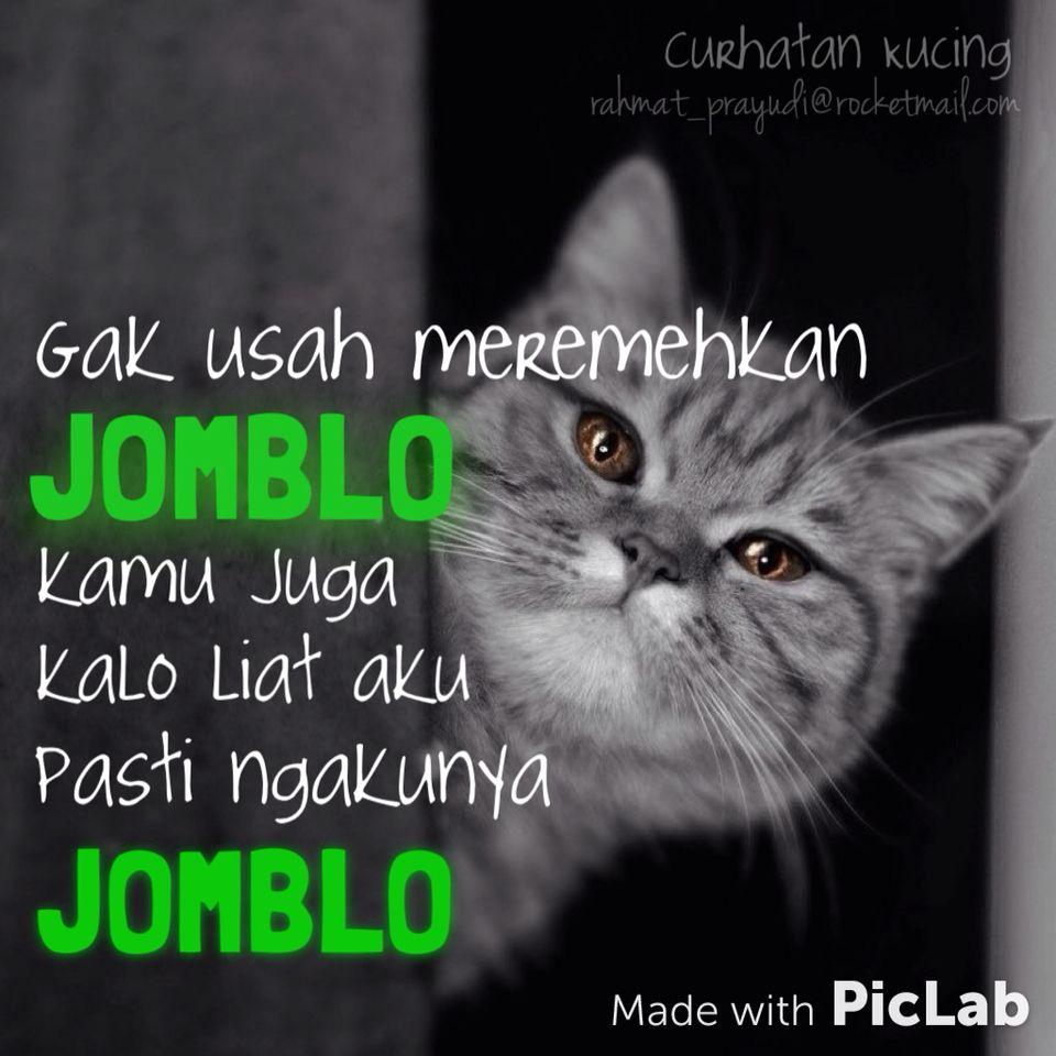 Detail Kata Kata Kucing Lucu Nomer 9
