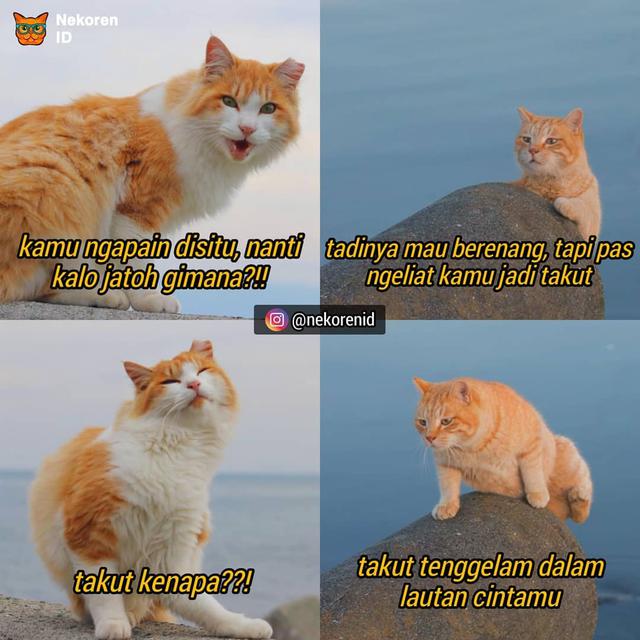 Detail Kata Kata Kucing Lucu Nomer 10
