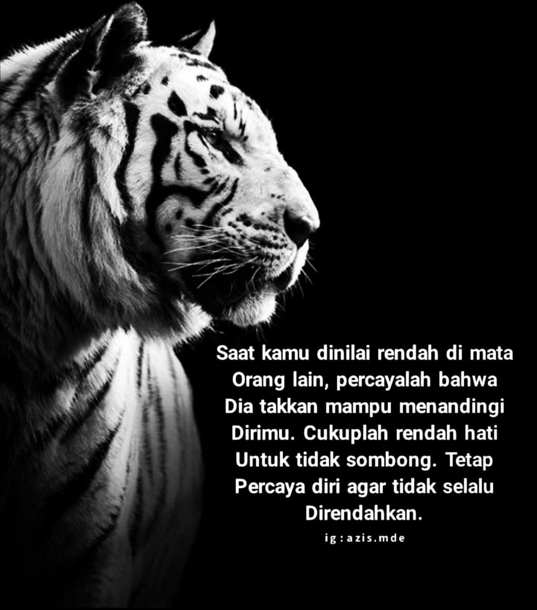 Detail Kata Kata Macan Putih Nomer 13