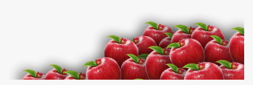 Detail Apple Fruit Png Nomer 13