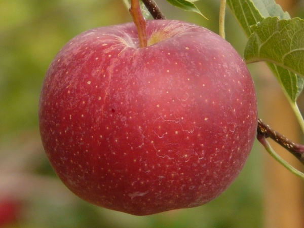 Detail Apple Image Download Nomer 24