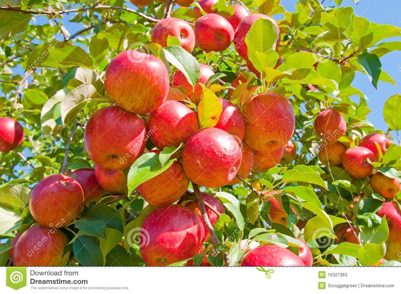 Detail Apple Images Download Nomer 39