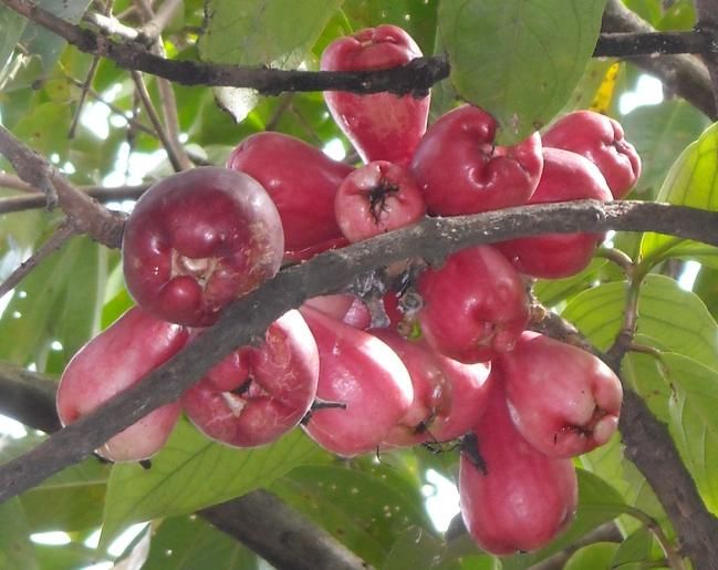 Apple Jambu Jambu Mawar - KibrisPDR