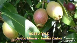 Detail Apple Jambu Jambu Mawar Nomer 12