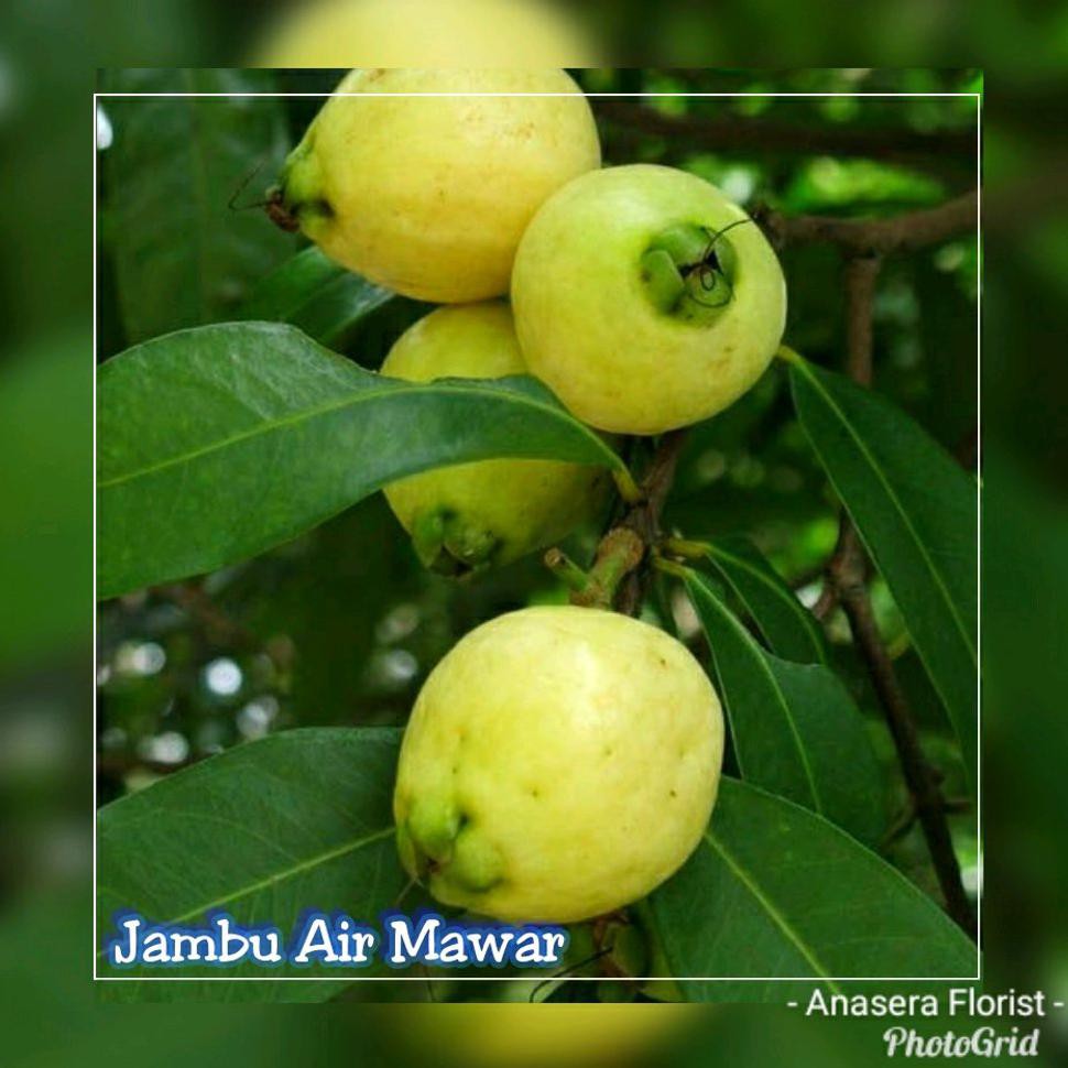 Detail Apple Jambu Jambu Mawar Nomer 32