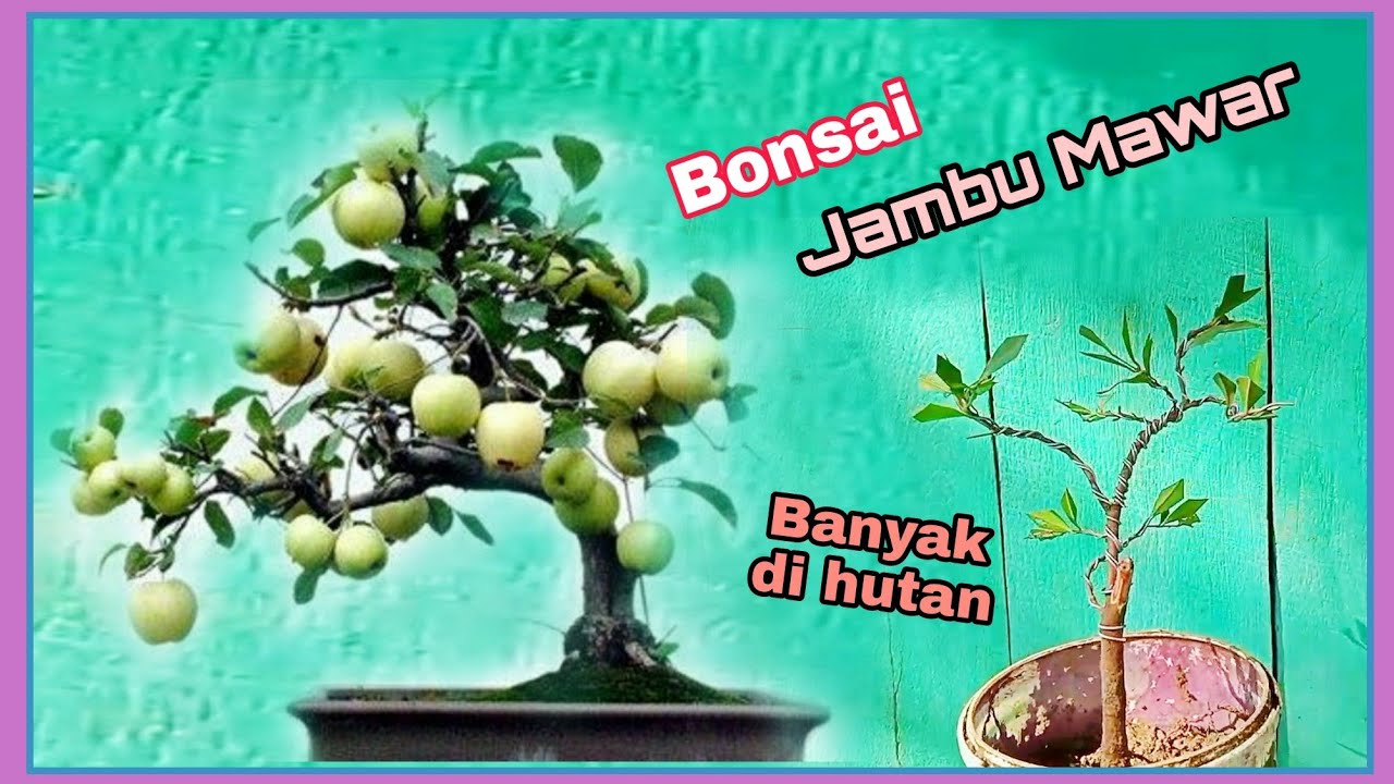 Detail Apple Jambu Jambu Mawar Nomer 51