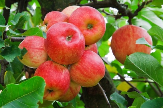 Detail Apple Picture Download Nomer 24