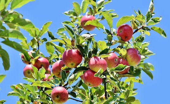 Detail Apple Picture Download Nomer 27
