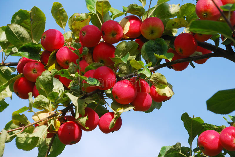 Detail Apple Picture Download Nomer 28