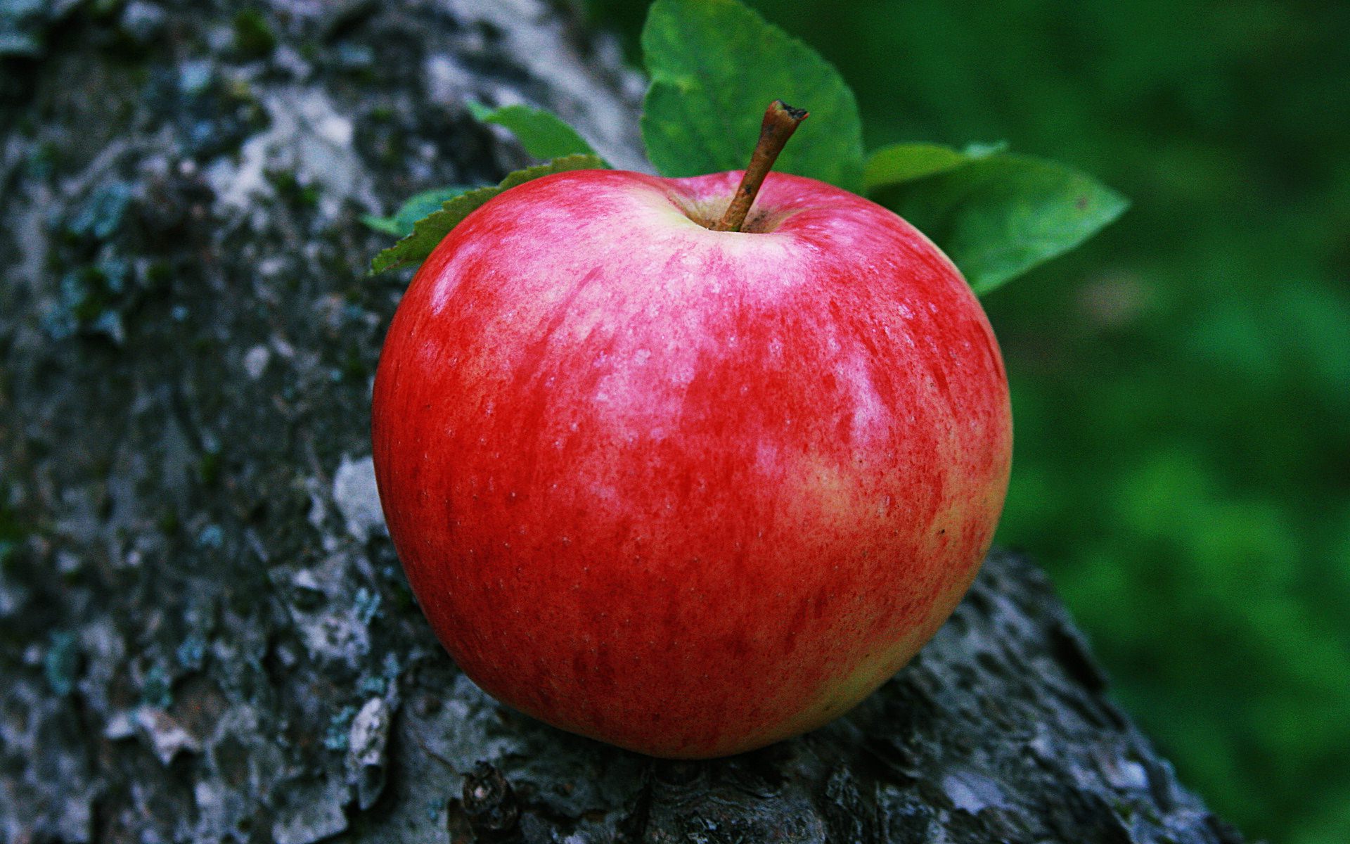 Detail Apple Picture Download Nomer 31
