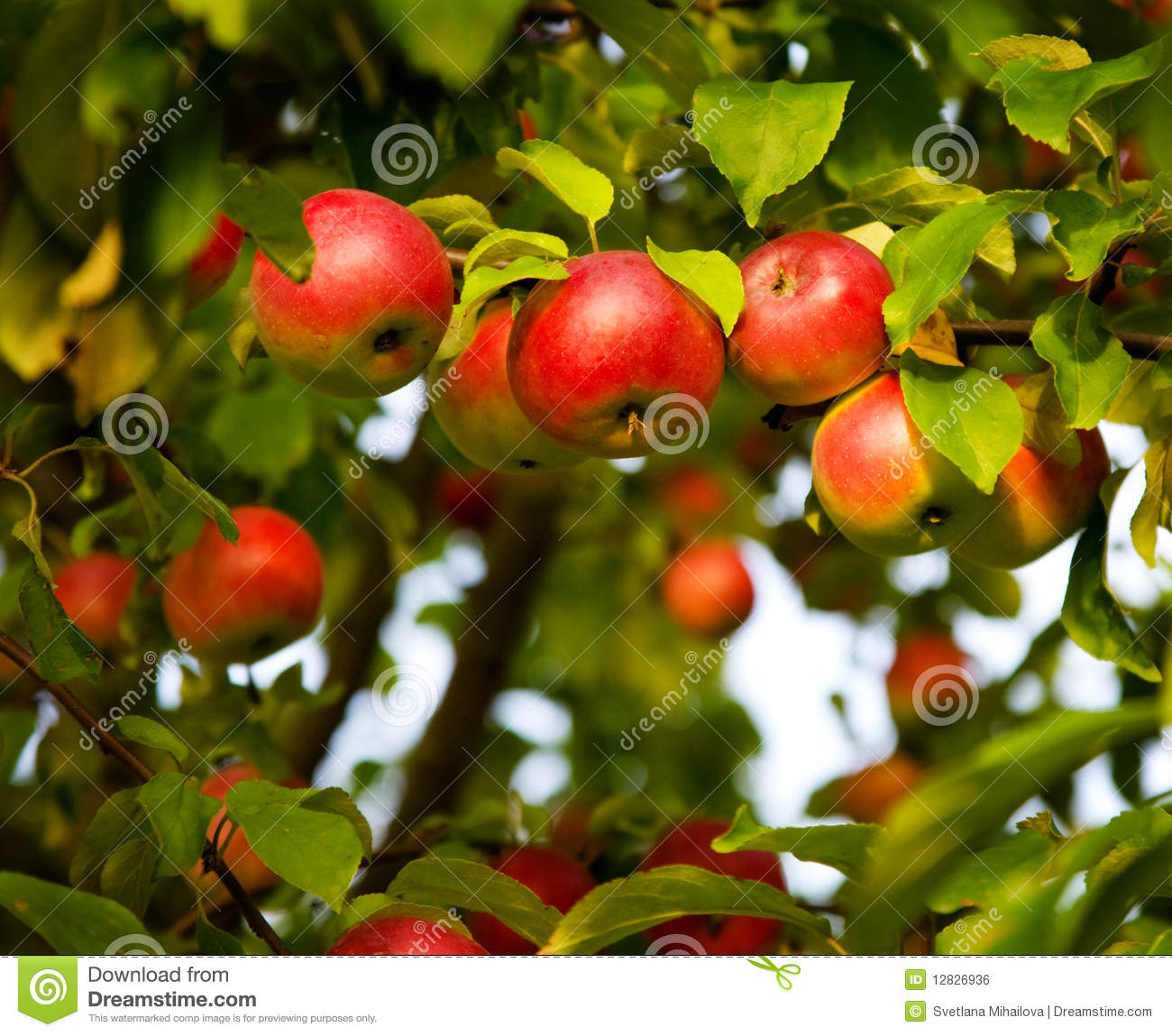 Detail Apple Picture Download Nomer 32