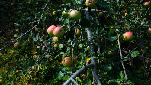 Detail Apple Picture Download Nomer 40