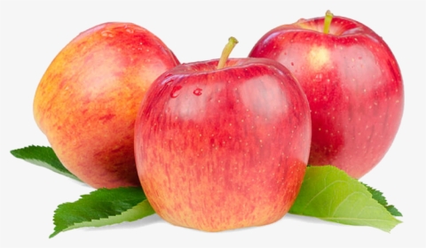 Detail Apple Picture Download Nomer 41