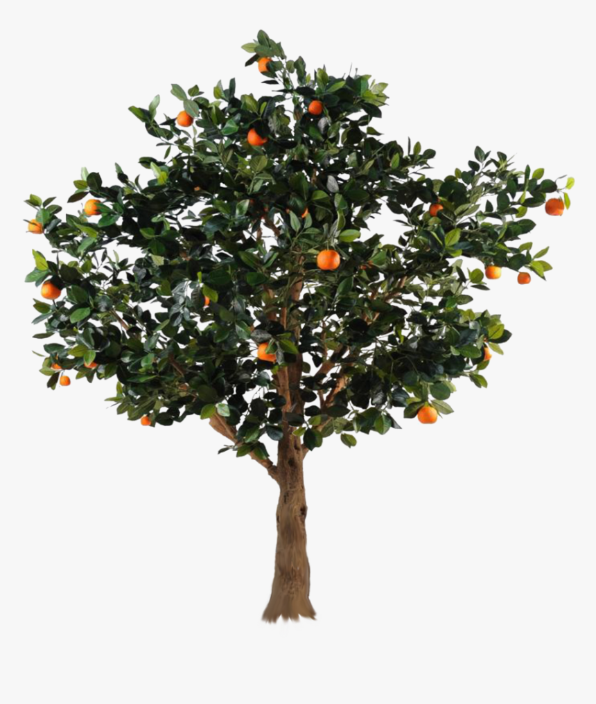 Detail Apple Tree Png Nomer 11