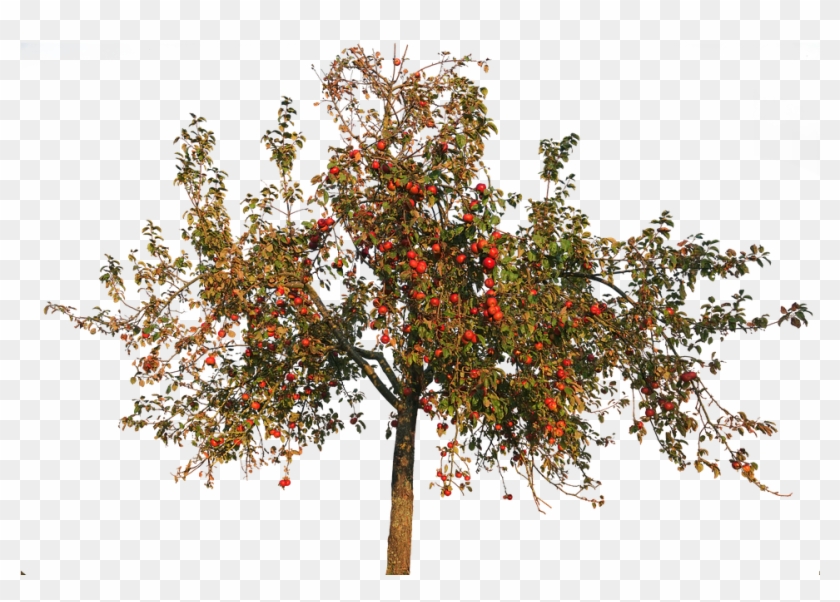 Detail Apple Tree Png Nomer 18