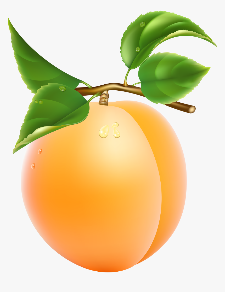 Detail Apricot Clipart Nomer 11