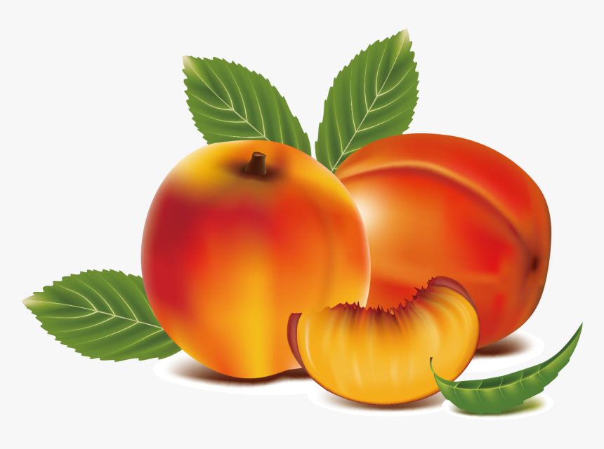 Detail Apricot Clipart Nomer 21