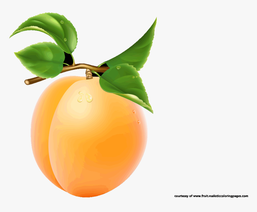 Detail Apricot Clipart Nomer 24