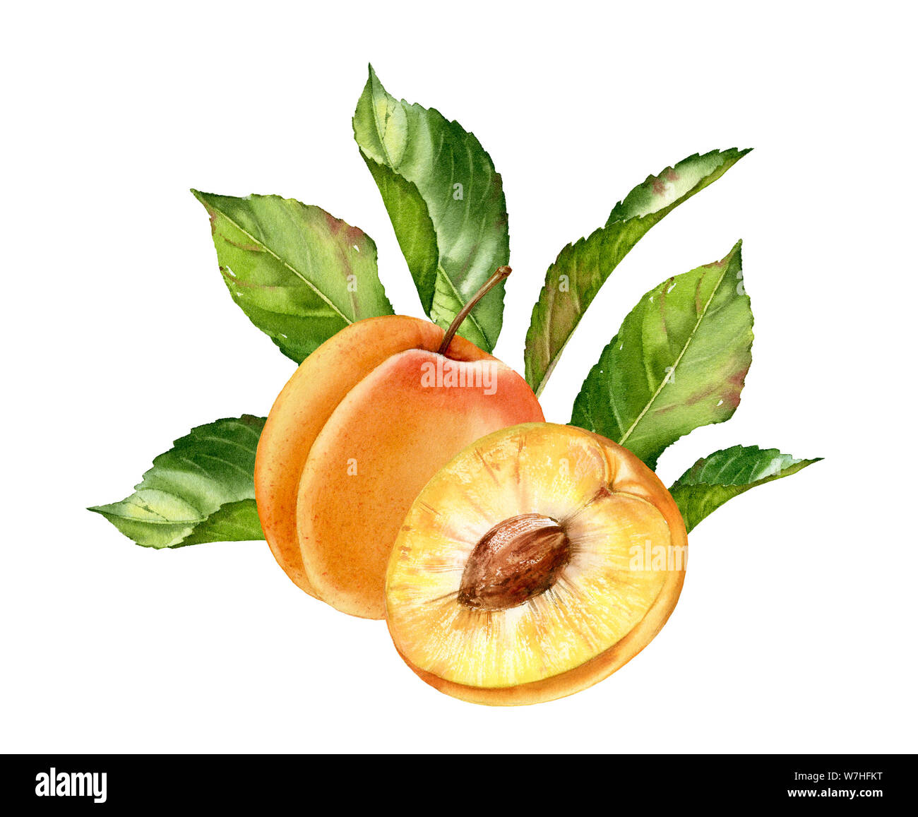 Detail Apricot Clipart Nomer 31