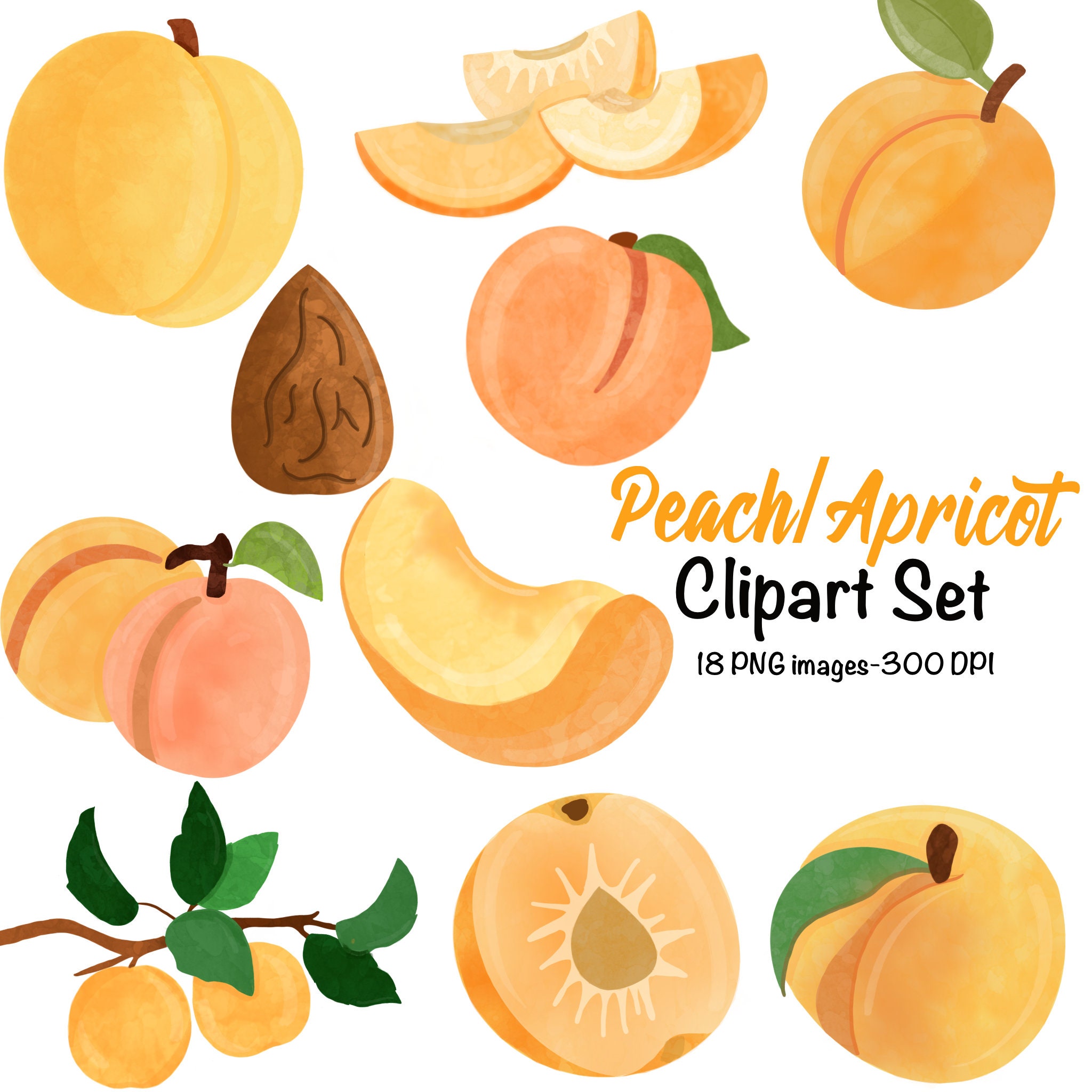 Detail Apricot Clipart Nomer 36