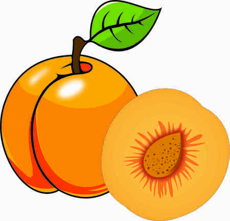 Detail Apricot Clipart Nomer 5