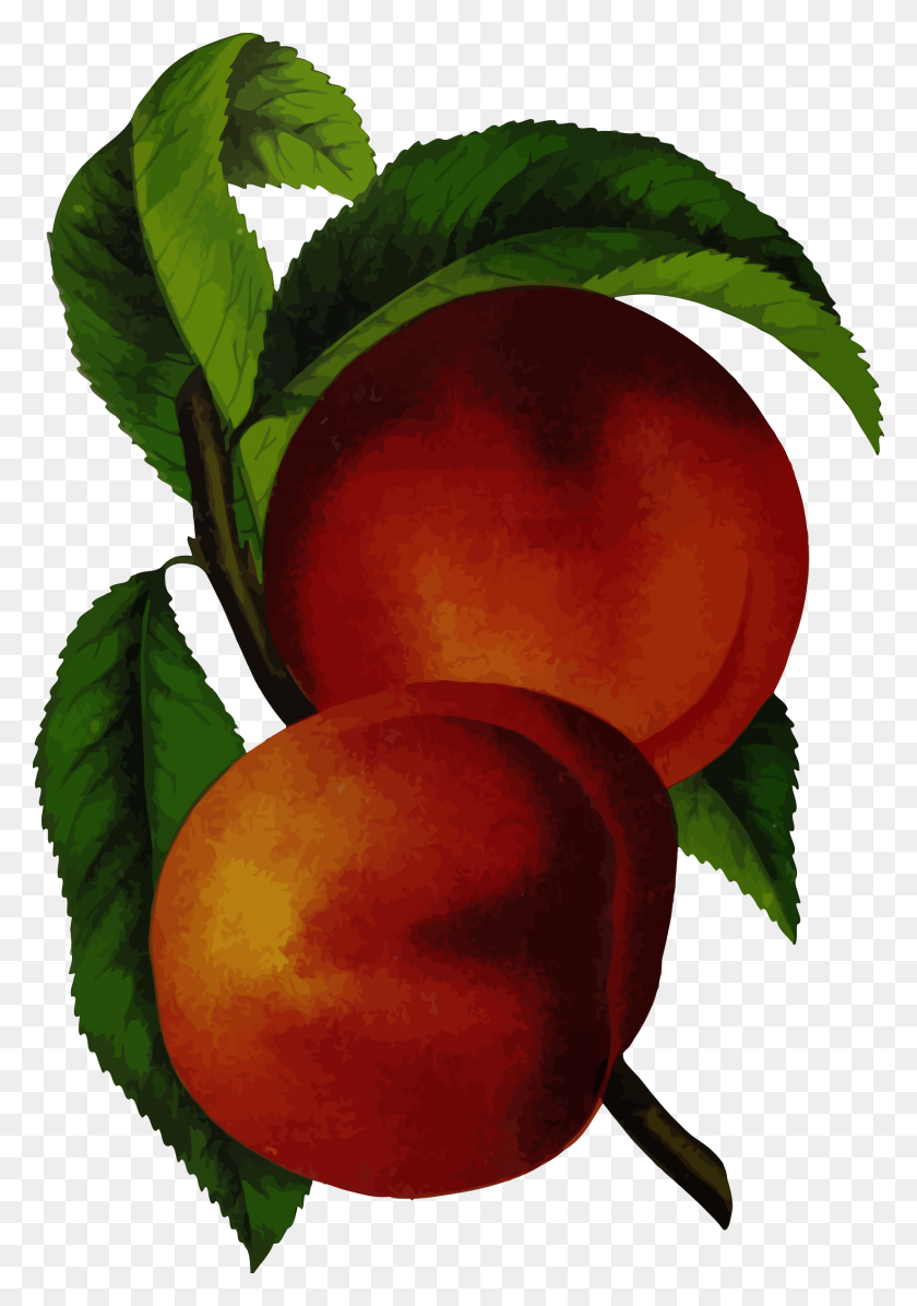 Detail Apricot Clipart Nomer 47
