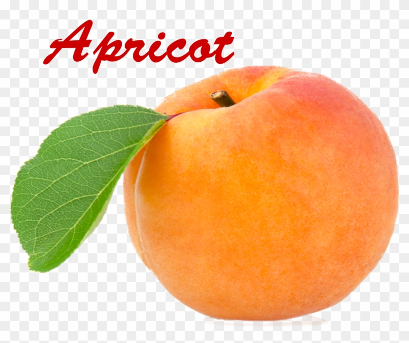 Detail Apricot Clipart Nomer 51