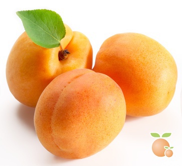 Detail Apricot Fruit Image Nomer 29
