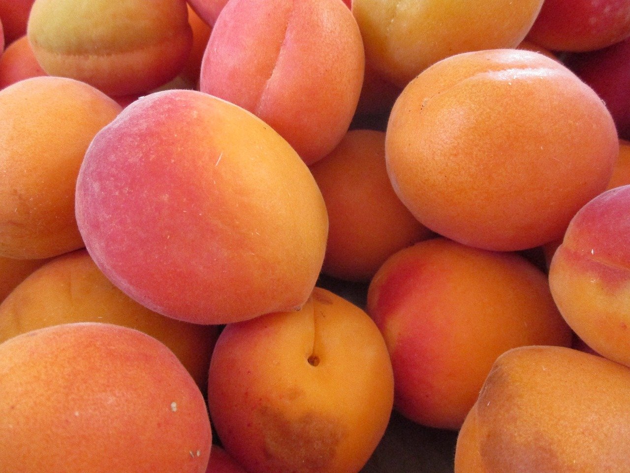 Detail Apricot Fruit Images Nomer 23