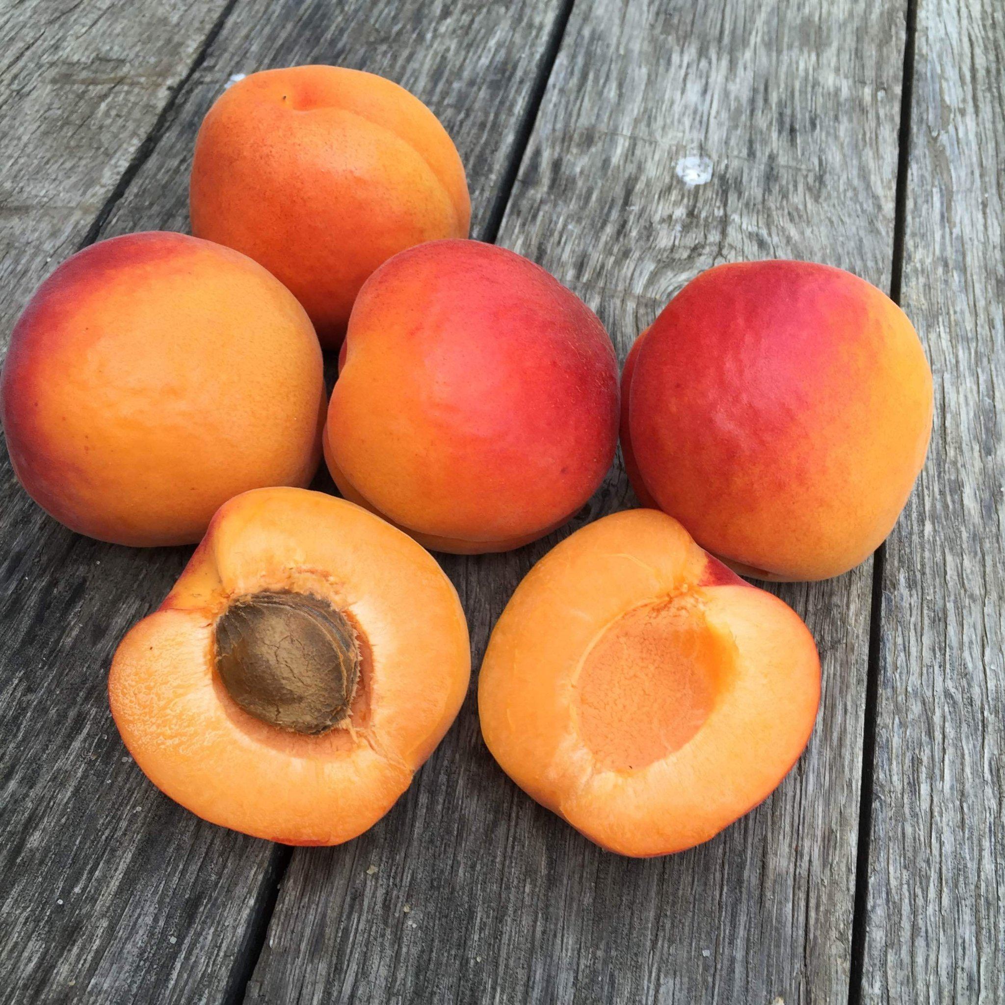 Detail Apricot Fruit Images Nomer 26
