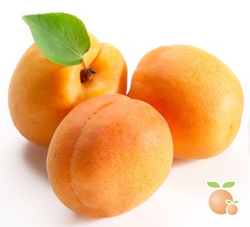 Detail Apricot Fruit Images Nomer 32