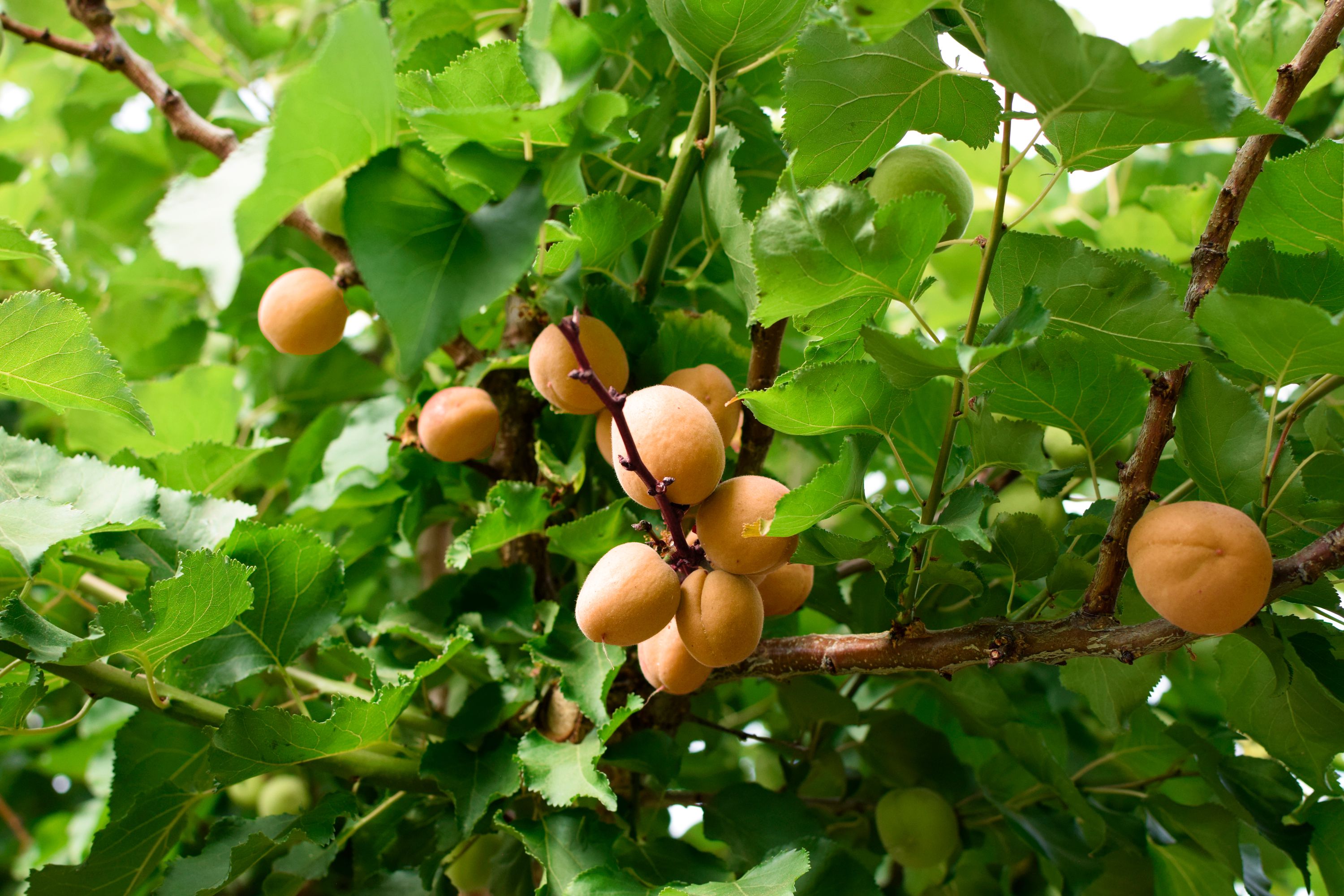 Detail Apricot Fruit Images Nomer 45