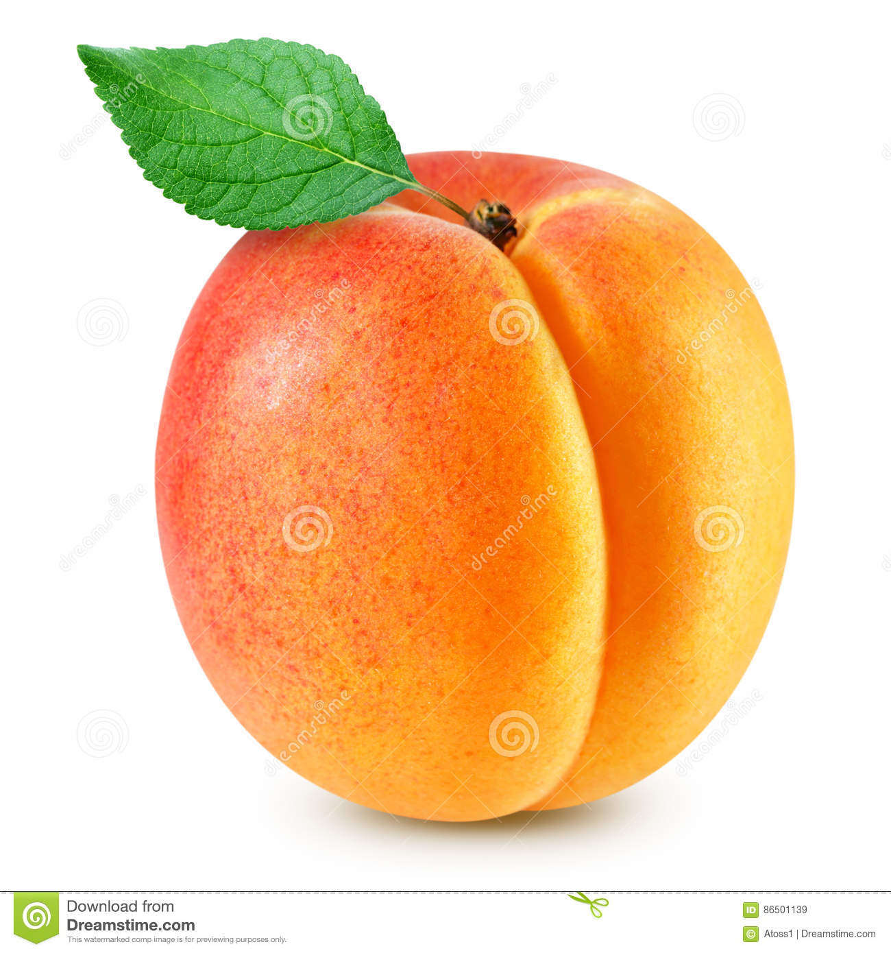 Detail Apricot Fruits Images Nomer 13