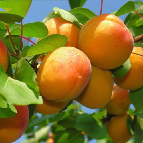 Detail Apricot Fruits Images Nomer 17