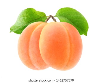 Detail Apricot Fruits Images Nomer 37